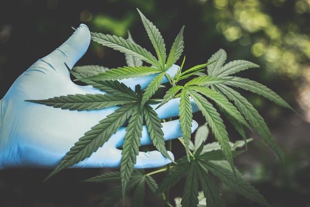 Où acheter du CBD pas cher en France